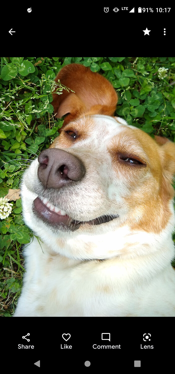 Hey Pandas, Post A Picture Of Your Pet Being Derpy (Closed) Hey Pandas, Post A Picture Of Your Pet Being Derpy (Closed)