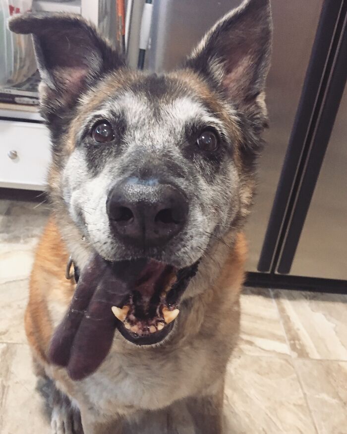 Hey Pandas, Post A Picture Of Your Pet Being Derpy (Closed) Hey Pandas, Post A Picture Of Your Pet Being Derpy (Closed)