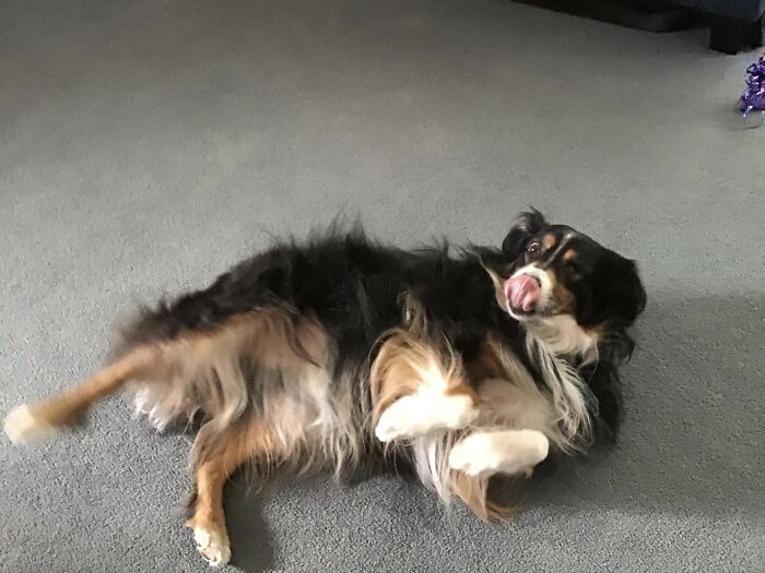 Hey Pandas, Post A Picture Of Your Pet Being Derpy (Closed) Hey Pandas, Post A Picture Of Your Pet Being Derpy (Closed)