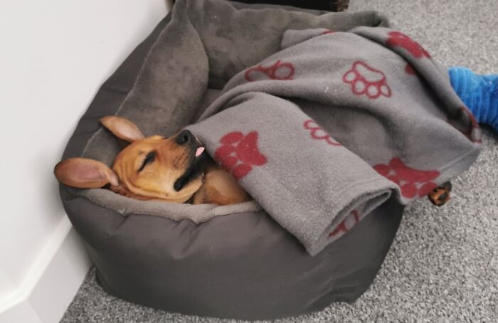 Hey Pandas, Post A Picture Of Your Pet Being Derpy (Closed) Hey Pandas, Post A Picture Of Your Pet Being Derpy (Closed)