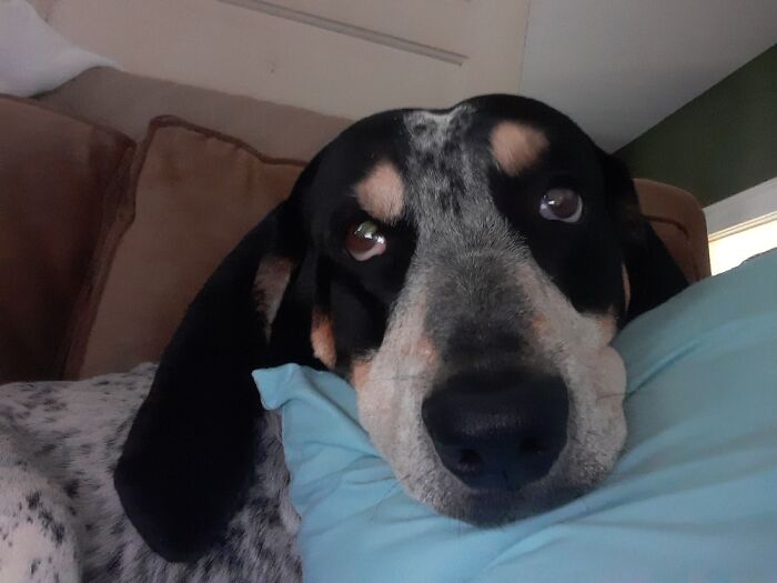 Hey Pandas, Post A Picture Of Your Pet Being Derpy (Closed) Hey Pandas, Post A Picture Of Your Pet Being Derpy (Closed)