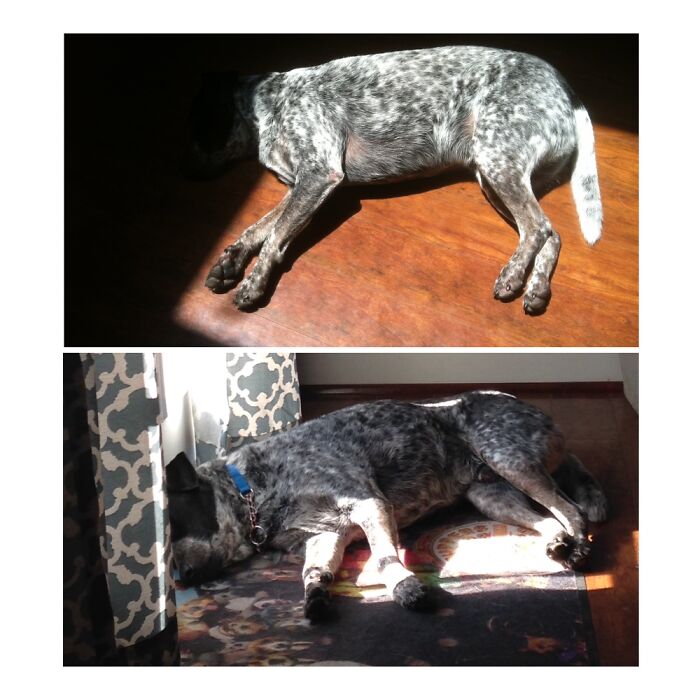 Hey Pandas, Post A Picture Of Your Pet Being Derpy (Closed) Hey Pandas, Post A Picture Of Your Pet Being Derpy (Closed)