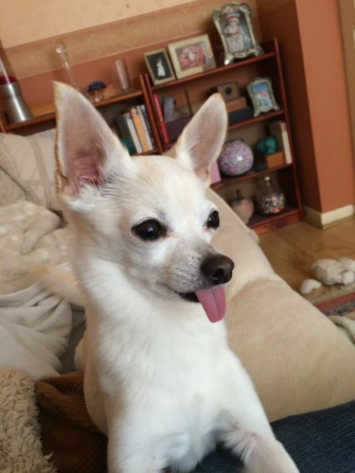 Hey Pandas, Post A Picture Of Your Pet Being Derpy (Closed) Hey Pandas, Post A Picture Of Your Pet Being Derpy (Closed)