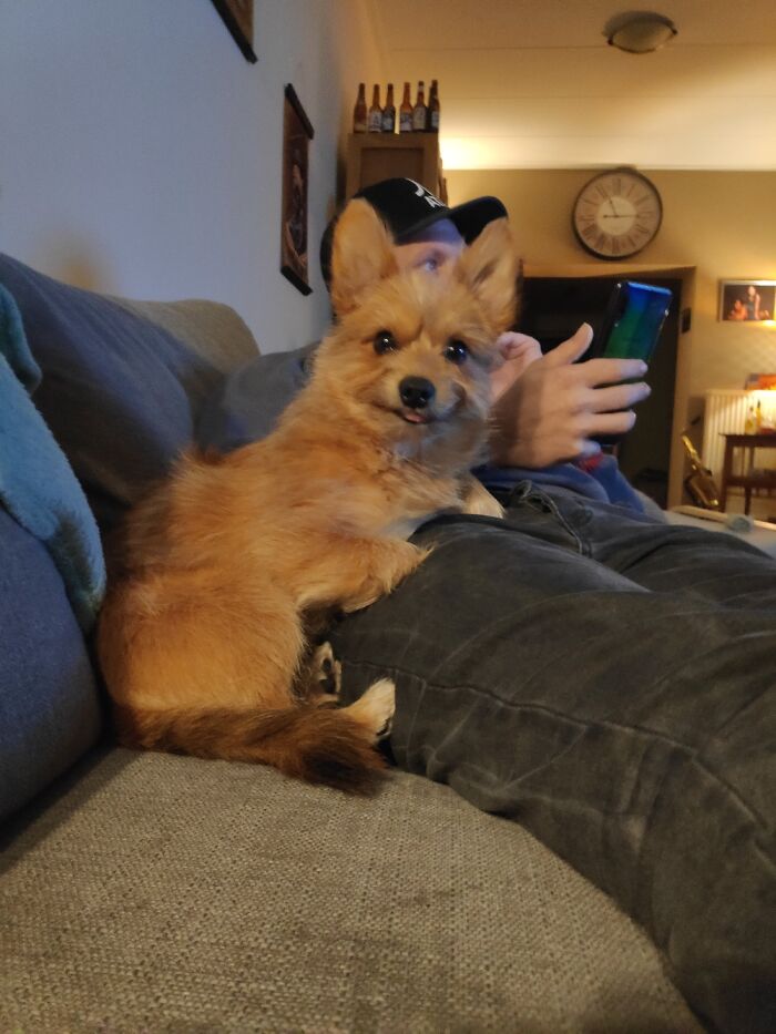 Hey Pandas, Post A Picture Of Your Pet Being Derpy (Closed) Hey Pandas, Post A Picture Of Your Pet Being Derpy (Closed)