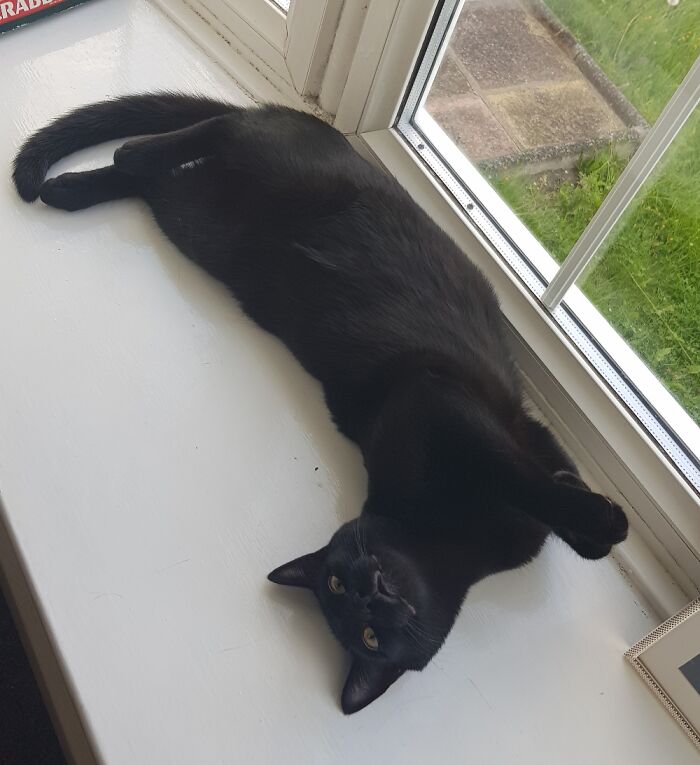 Hey Pandas, Post A Picture Of Your Pet Being Derpy (Closed) Hey Pandas, Post A Picture Of Your Pet Being Derpy (Closed)