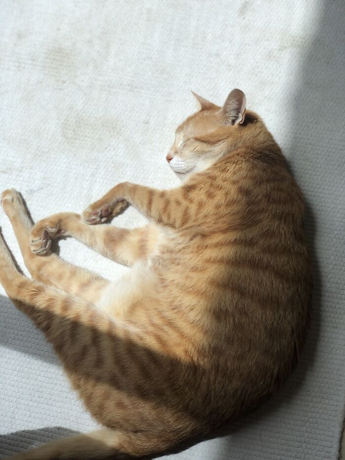 Hey Pandas, Post A Picture Of Your Pet Being Derpy (Closed) Hey Pandas, Post A Picture Of Your Pet Being Derpy (Closed)