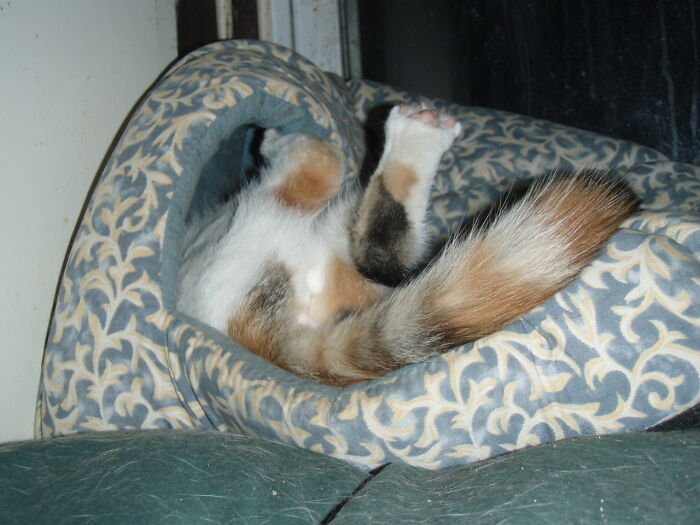 Hey Pandas, Post A Picture Of Your Pet Being Derpy (Closed) Hey Pandas, Post A Picture Of Your Pet Being Derpy (Closed)