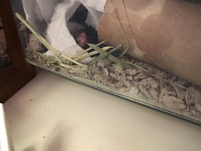 Hey Pandas, Post A Picture Of Your Pet Being Derpy (Closed) Hey Pandas, Post A Picture Of Your Pet Being Derpy (Closed)