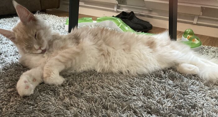 Hey Pandas, Post A Picture Of Your Pet Being Derpy (Closed) Hey Pandas, Post A Picture Of Your Pet Being Derpy (Closed)