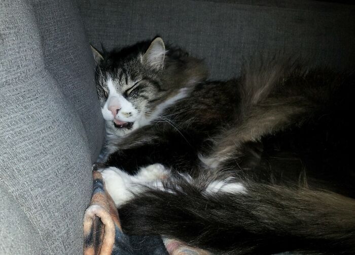 Hey Pandas, Post A Picture Of Your Pet Being Derpy (Closed) Hey Pandas, Post A Picture Of Your Pet Being Derpy (Closed)