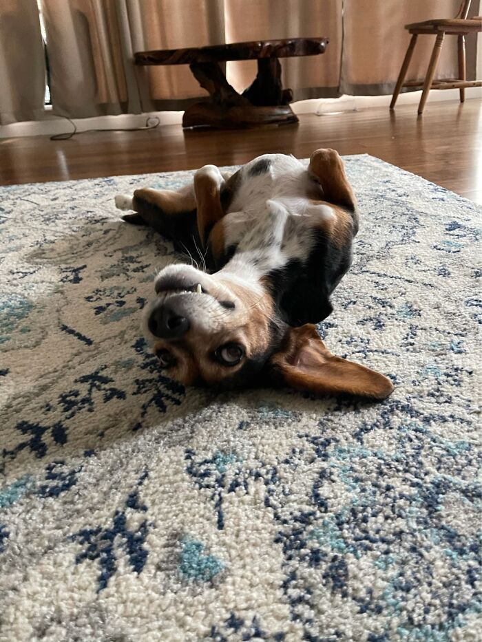 Hey Pandas, Post A Picture Of Your Pet Being Derpy (Closed) Hey Pandas, Post A Picture Of Your Pet Being Derpy (Closed)