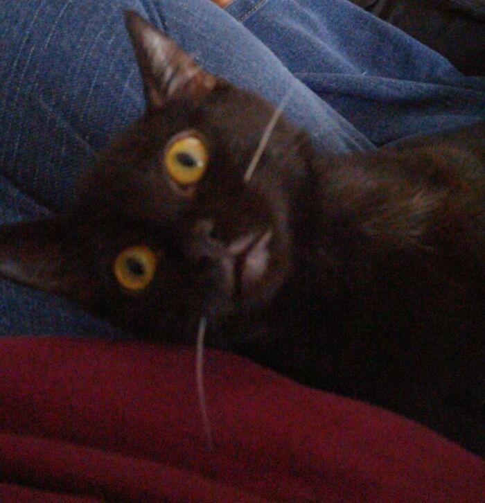 Hey Pandas, Post A Picture Of Your Pet Being Derpy (Closed)