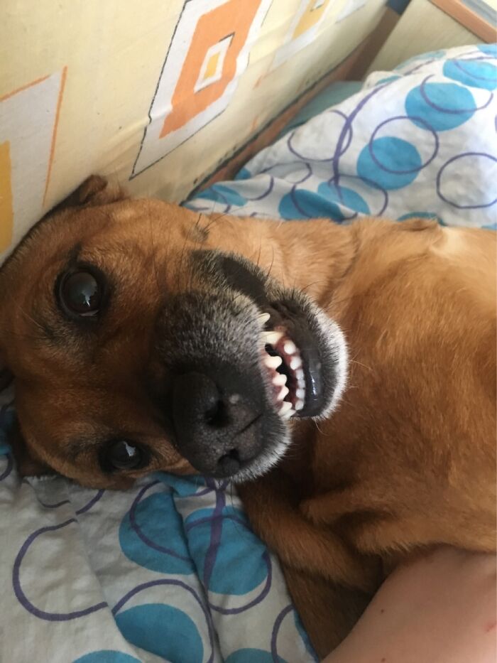 Hey Pandas, Post A Picture Of Your Pet Being Derpy (Closed) Hey Pandas, Post A Picture Of Your Pet Being Derpy (Closed)