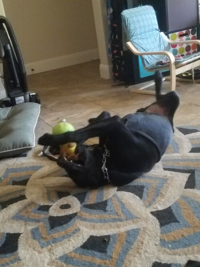 Hey Pandas, Post A Picture Of Your Pet Being Derpy (Closed) Hey Pandas, Post A Picture Of Your Pet Being Derpy (Closed)