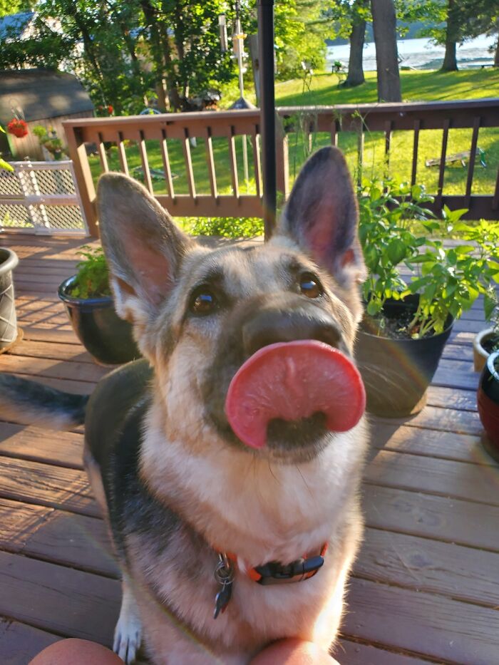 Hey Pandas, Post A Picture Of Your Pet Being Derpy (Closed) Hey Pandas, Post A Picture Of Your Pet Being Derpy (Closed)