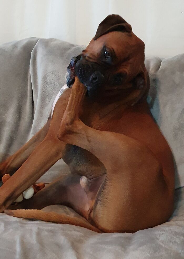 Hey Pandas, Post A Picture Of Your Pet Being Derpy (Closed) Hey Pandas, Post A Picture Of Your Pet Being Derpy (Closed)