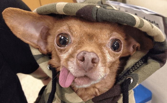 Hey Pandas, Post A Picture Of Your Pet Being Derpy (Closed) Hey Pandas, Post A Picture Of Your Pet Being Derpy (Closed)