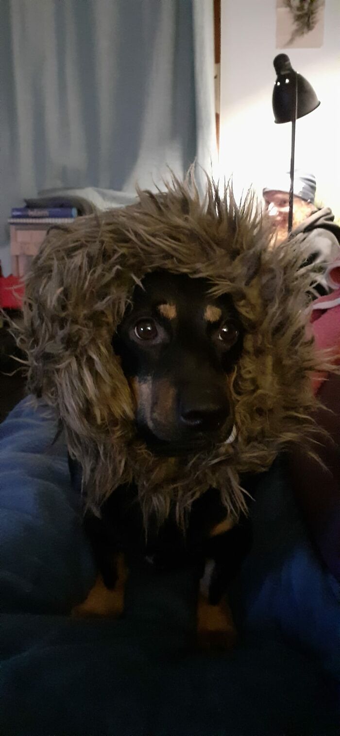 Hey Pandas, Post A Picture Of Your Pet Being Derpy (Closed) Hey Pandas, Post A Picture Of Your Pet Being Derpy (Closed)