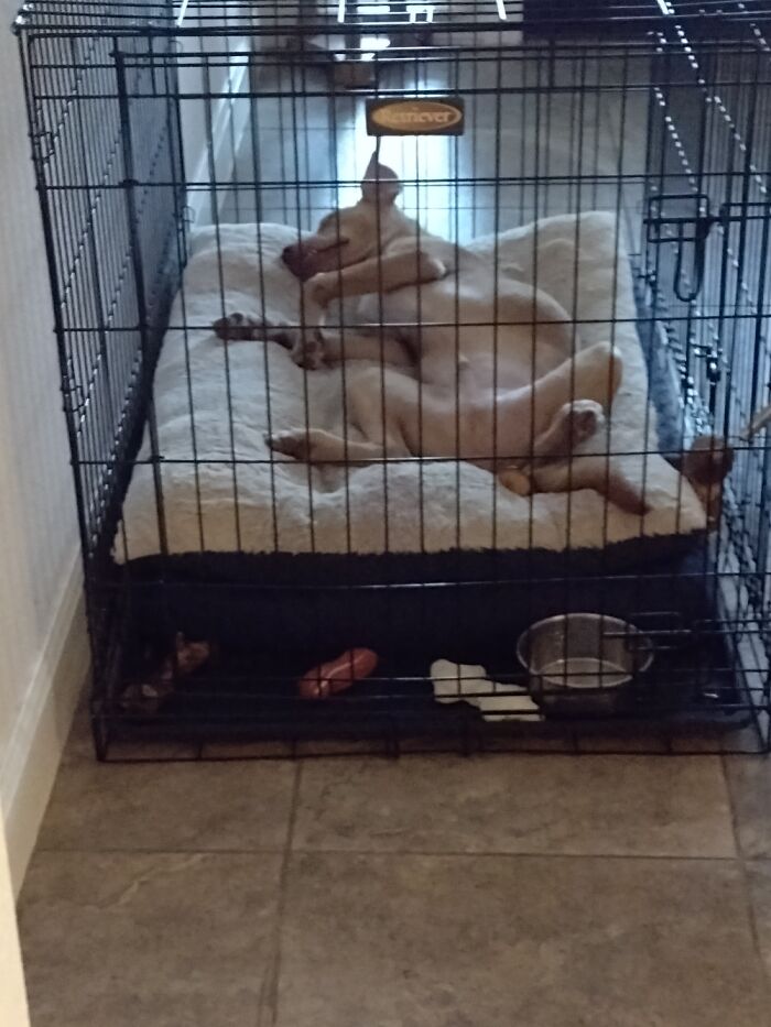 Hey Pandas, Post A Picture Of Your Pet Being Derpy (Closed) Hey Pandas, Post A Picture Of Your Pet Being Derpy (Closed)