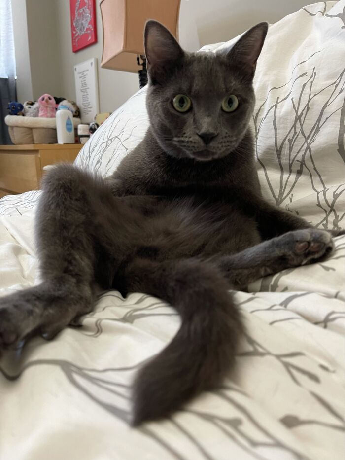 Hey Pandas, Post A Picture Of Your Pet Being Derpy (Closed) Hey Pandas, Post A Picture Of Your Pet Being Derpy (Closed)