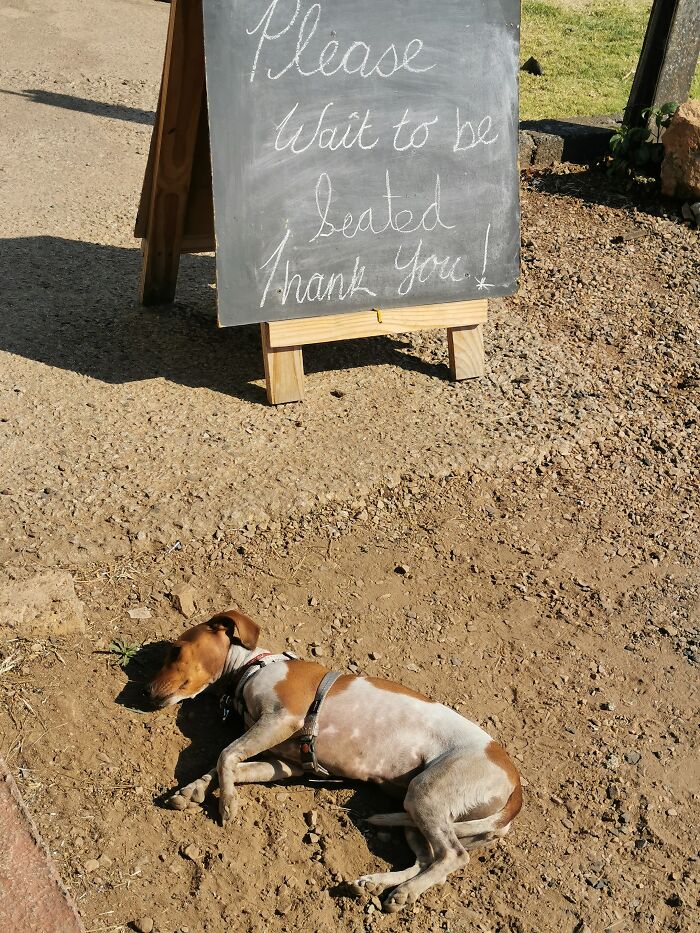 Hey Pandas, Post A Picture Of Your Pet Being Derpy (Closed) Hey Pandas, Post A Picture Of Your Pet Being Derpy (Closed)