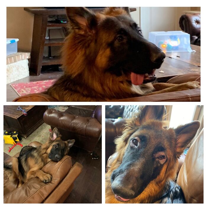 Hey Pandas, Post A Picture Of Your Pet Being Derpy (Closed) Hey Pandas, Post A Picture Of Your Pet Being Derpy (Closed)