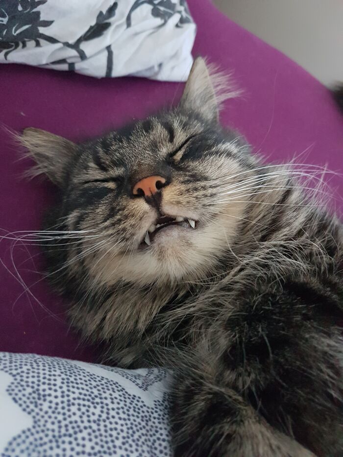 Hey Pandas, Post A Picture Of Your Pet Being Derpy (Closed) Hey Pandas, Post A Picture Of Your Pet Being Derpy (Closed)