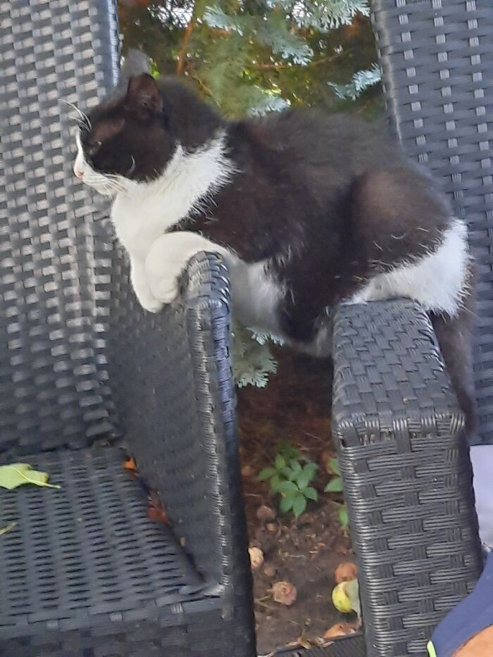 Hey Pandas, Post A Picture Of Your Pet Being Derpy (Closed) Hey Pandas, Post A Picture Of Your Pet Being Derpy (Closed)