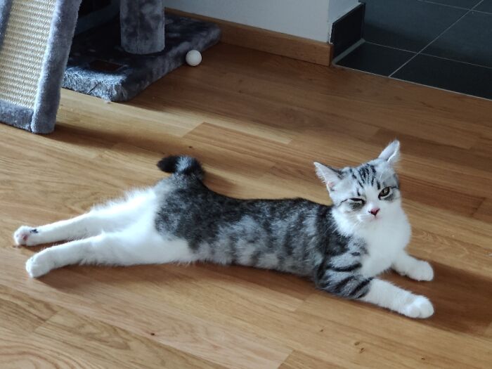 Hey Pandas, Post A Picture Of Your Pet Being Derpy (Closed) Hey Pandas, Post A Picture Of Your Pet Being Derpy (Closed)