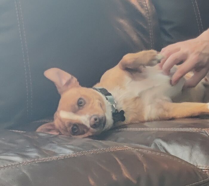 Hey Pandas, Post A Picture Of Your Pet Being Derpy (Closed) Hey Pandas, Post A Picture Of Your Pet Being Derpy (Closed)