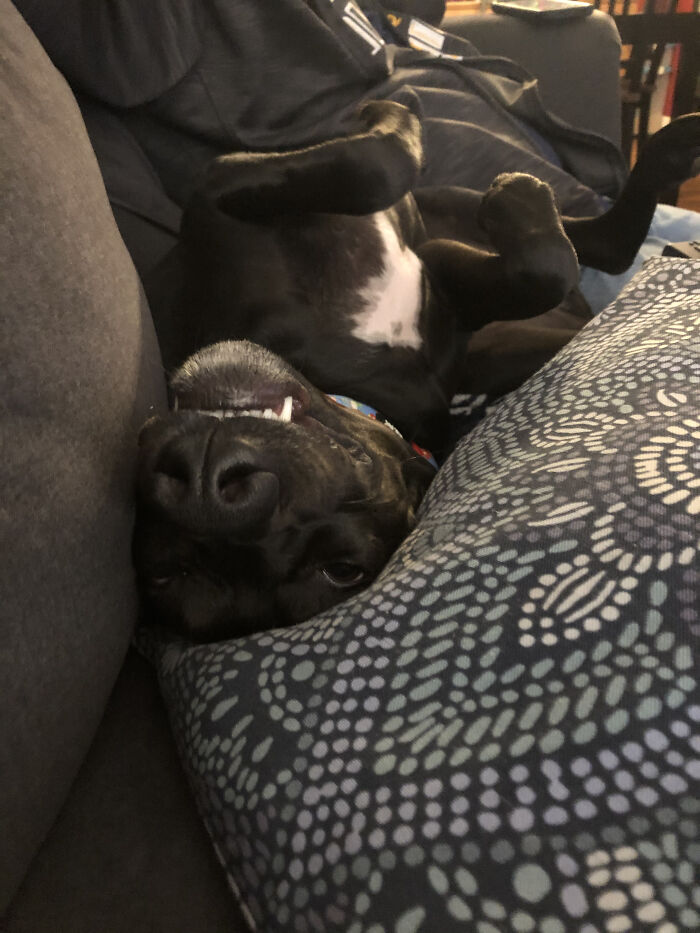 Hey Pandas, Post A Picture Of Your Pet Being Derpy (Closed) Hey Pandas, Post A Picture Of Your Pet Being Derpy (Closed)