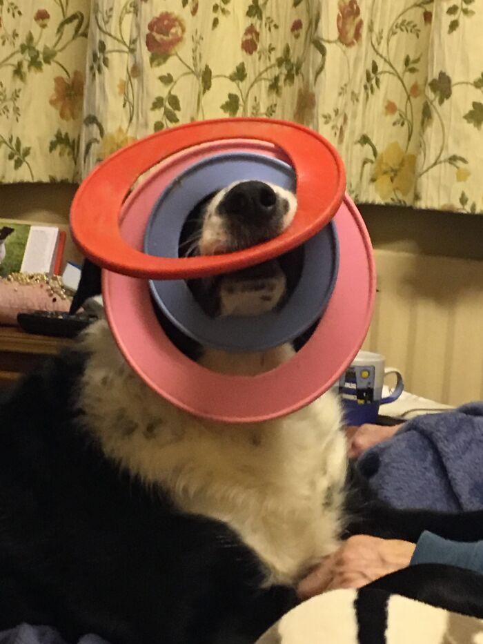 Hey Pandas, Post A Picture Of Your Pet Being Derpy (Closed) Hey Pandas, Post A Picture Of Your Pet Being Derpy (Closed)