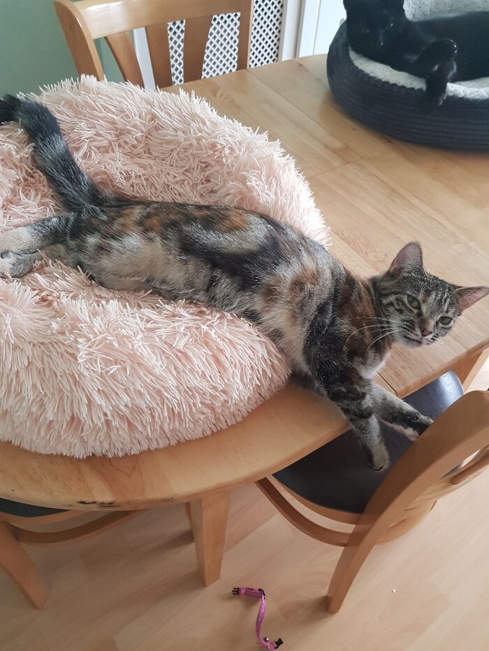 Hey Pandas, Post A Picture Of Your Pet Being Derpy (Closed) Hey Pandas, Post A Picture Of Your Pet Being Derpy (Closed)