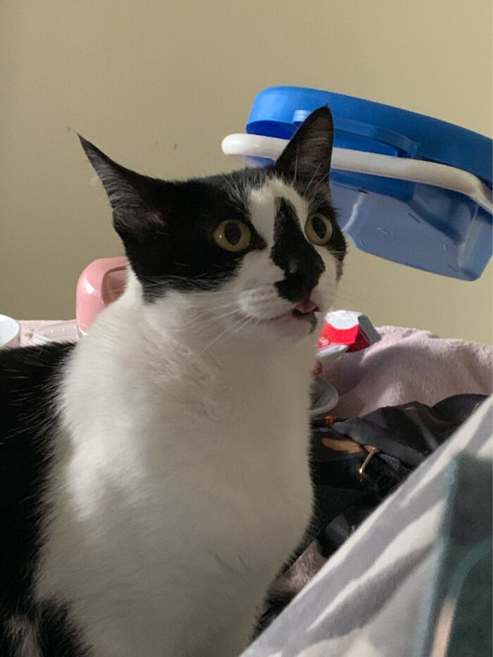 Hey Pandas, Post A Picture Of Your Pet Being Derpy (Closed) Hey Pandas, Post A Picture Of Your Pet Being Derpy (Closed)