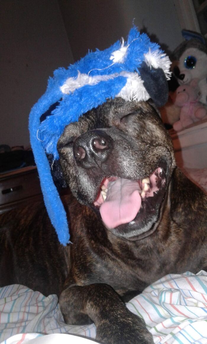 Hey Pandas, Post A Picture Of Your Pet Being Derpy (Closed) Hey Pandas, Post A Picture Of Your Pet Being Derpy (Closed)