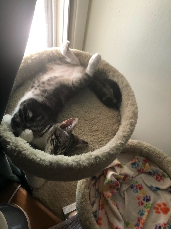 Hey Pandas, Post A Picture Of Your Pet Being Derpy (Closed) Hey Pandas, Post A Picture Of Your Pet Being Derpy (Closed)