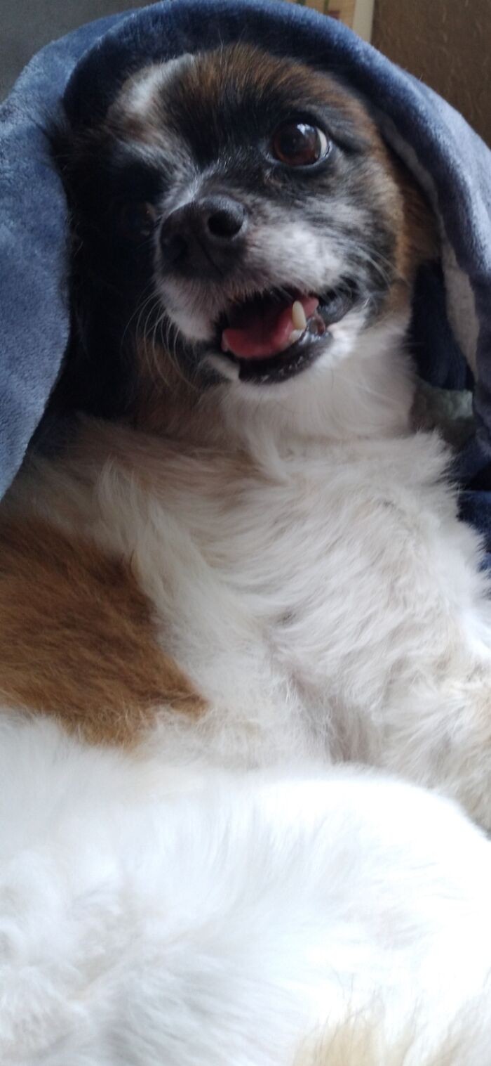 Hey Pandas, Post A Picture Of Your Pet Being Derpy (Closed) Hey Pandas, Post A Picture Of Your Pet Being Derpy (Closed)