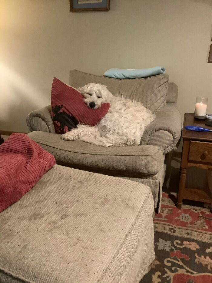 Hey Pandas, Post A Picture Of Your Pet Being Derpy (Closed) Hey Pandas, Post A Picture Of Your Pet Being Derpy (Closed)