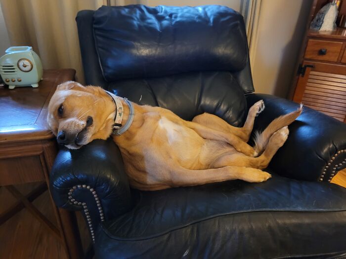 Hey Pandas, Post A Picture Of Your Pet Being Derpy (Closed) Hey Pandas, Post A Picture Of Your Pet Being Derpy (Closed)