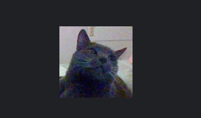 Hey Pandas, Post A Picture Of Your Pet Being Derpy (Closed) Hey Pandas, Post A Picture Of Your Pet Being Derpy (Closed)