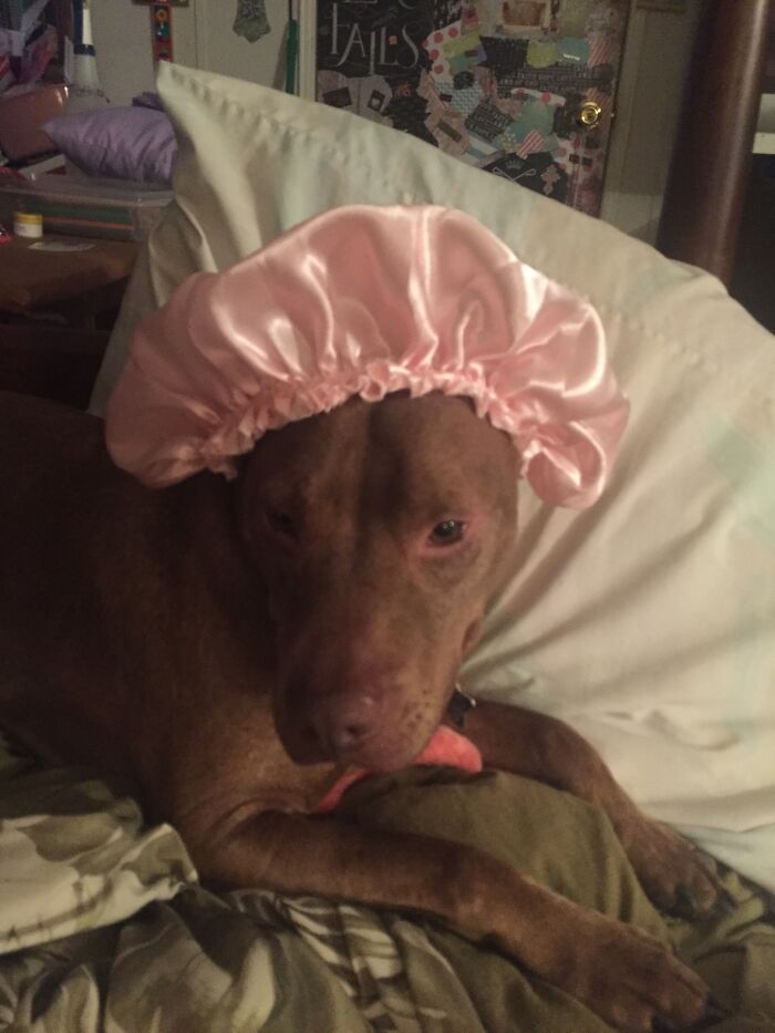 Hey Pandas, Post A Picture Of Your Pet Being Derpy (Closed) Hey Pandas, Post A Picture Of Your Pet Being Derpy (Closed)