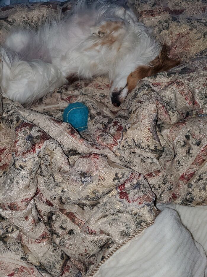 Hey Pandas, Post A Picture Of Your Pet Being Derpy (Closed) Hey Pandas, Post A Picture Of Your Pet Being Derpy (Closed)