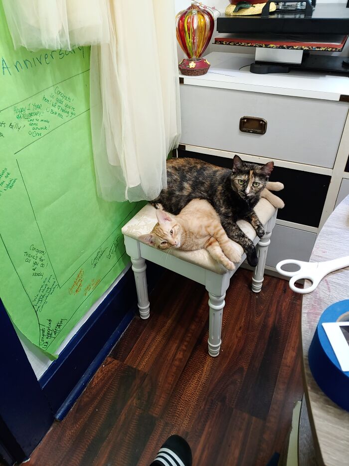 Hey Pandas, Post A Picture Of Your Pet Being Derpy (Closed) Hey Pandas, Post A Picture Of Your Pet Being Derpy (Closed)