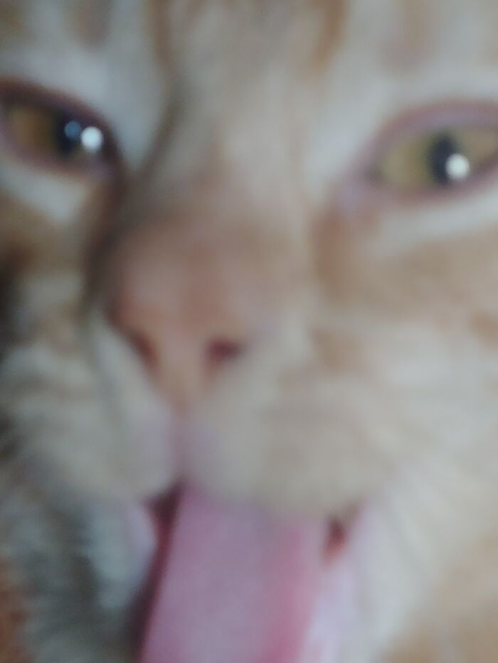 Hey Pandas, Post A Picture Of Your Pet Being Derpy (Closed) Hey Pandas, Post A Picture Of Your Pet Being Derpy (Closed)