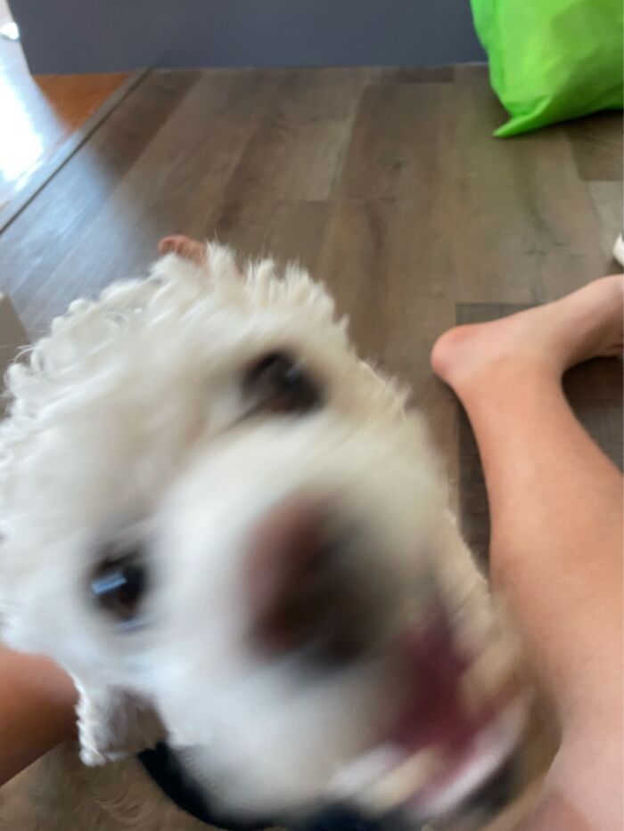 Hey Pandas, Post A Picture Of Your Pet Being Derpy (Closed) Hey Pandas, Post A Picture Of Your Pet Being Derpy (Closed)