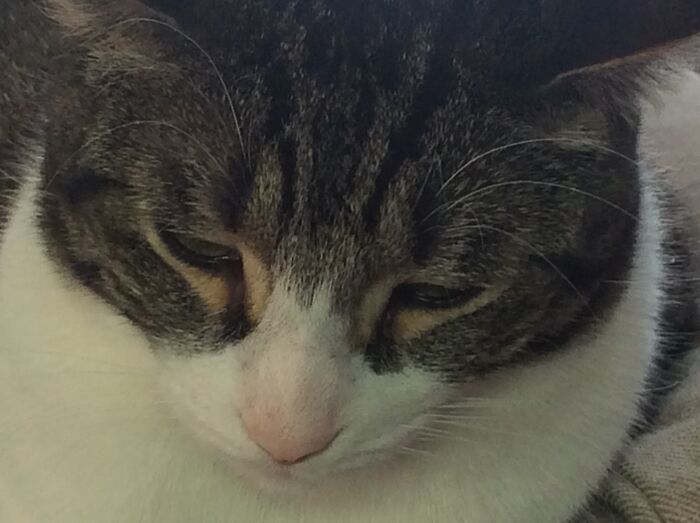 Hey Pandas, Post A Picture Of Your Pet Being Derpy (Closed) Hey Pandas, Post A Picture Of Your Pet Being Derpy (Closed)