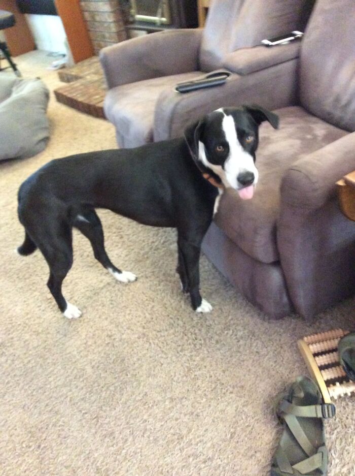 Hey Pandas, Post A Picture Of Your Pet Being Derpy (Closed) Hey Pandas, Post A Picture Of Your Pet Being Derpy (Closed)