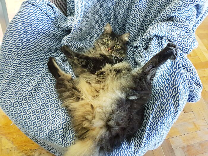 Hey Pandas, Post A Picture Of Your Pet Being Derpy (Closed) Hey Pandas, Post A Picture Of Your Pet Being Derpy (Closed)