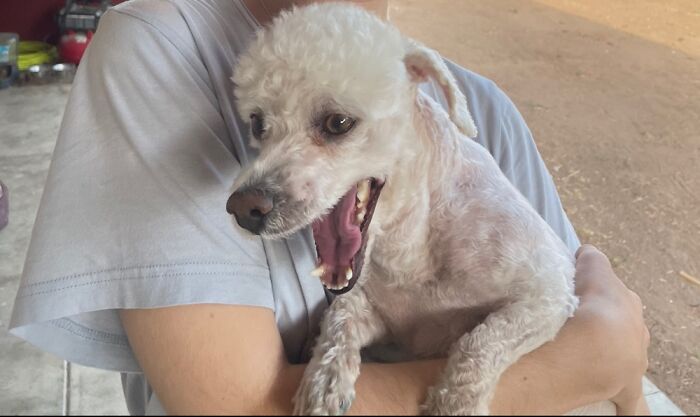 Hey Pandas, Post A Picture Of Your Pet Being Derpy (Closed) Hey Pandas, Post A Picture Of Your Pet Being Derpy (Closed)