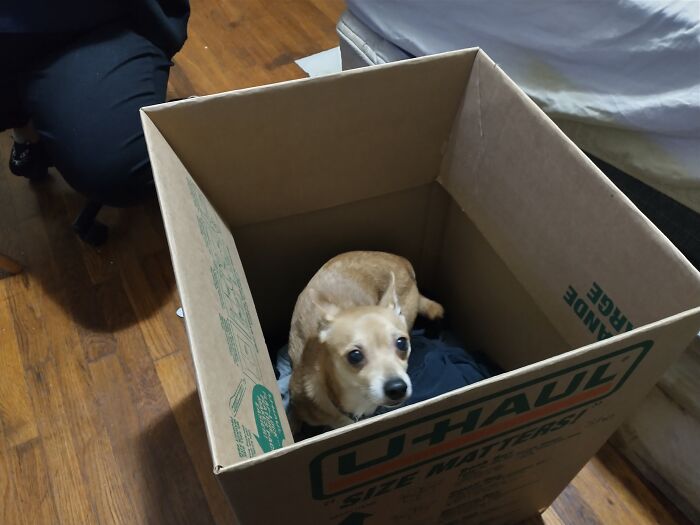 Hey Pandas, Post A Picture Of Your Pet Being Derpy (Closed) Hey Pandas, Post A Picture Of Your Pet Being Derpy (Closed)